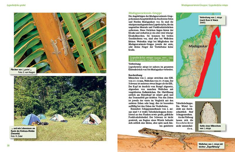 Tagaktive Zwerggeckos der Gattung Lygodactylus